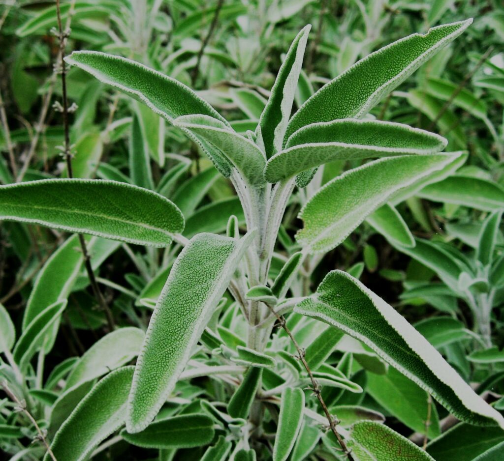 Salvia Blanca: Un Poderoso Aliado Espiritual y Curativo