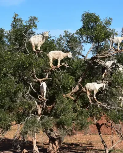 El argán es una árbol floral, y es autóctono de los semis-desiertos del suroeste de Marruecos.