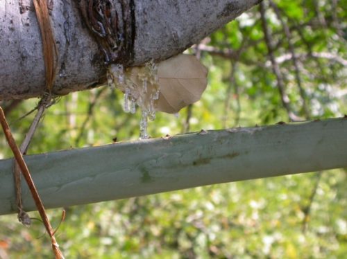 Entre las grandes virtudes de quemar inciensos, quemar el incienso Banjara Copal Maya es ideal para eliminar las malas energías.